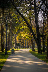 Road amidst trees against sky during autumn