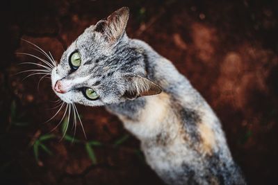 Close-up of a cat looking away