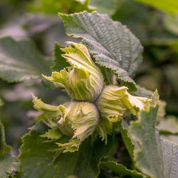 Close-up of green leaf on plant