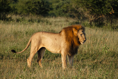 Lioness running on field