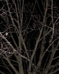 Full frame shot of bare trees in forest at night
