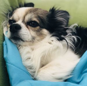 Close-up of puppy resting