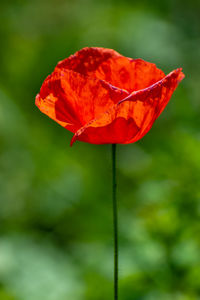 Close-up of red poppy