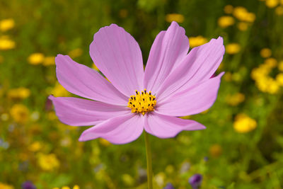 High angle view of pink flower blooming at park