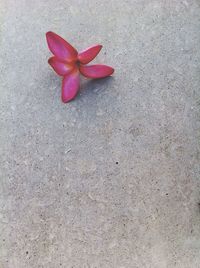 Close-up of red flowers