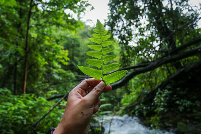 Close-up of hand holding leaf in forest