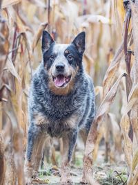 Portrait of dog standing on land