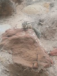 Lizard on rock