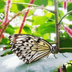 Close-up of butterfly on plant