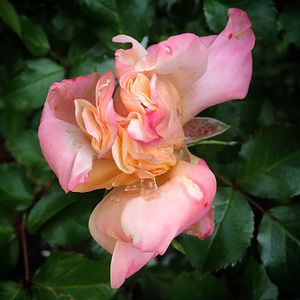 Close-up of pink rose blooming outdoors