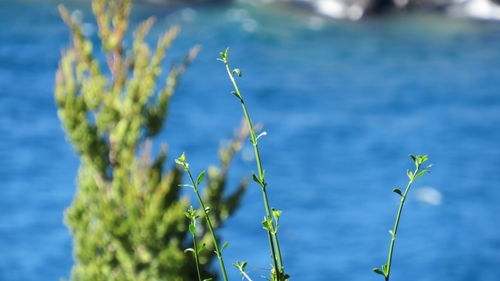 Close-up of plants against blue water