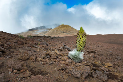 Cactus plant growing on land against sky