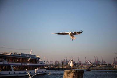 Seagulls flying over sea against clear sky