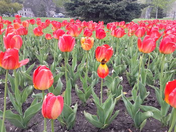 Close-up of red tulips blooming in field