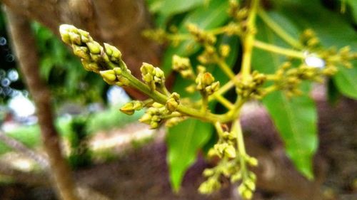 Close-up of fresh green plant