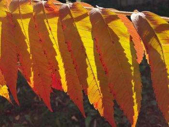 Close-up of yellow autumn leaves