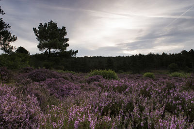 Scenic view of heather flowers blooming in field against sky