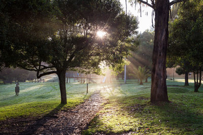 Sun shining through trees in park