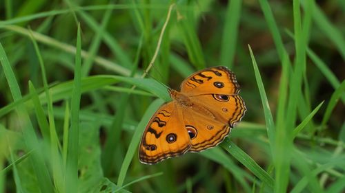 Close-up of butterfly on grass