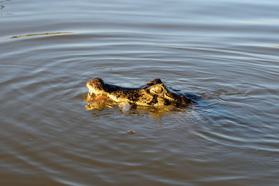 Jacare caiman in rio cuiaba waters, pantanal, brazil