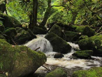 Scenic view of waterfall in forest