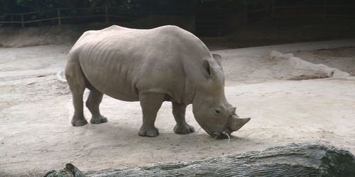 Horse standing in zoo