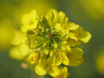 Close-up of yellow flowering plant