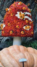 High angle view of orange rose on rock
