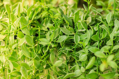 Full frame shot of fresh green leaves