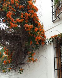 Close-up of flower tree against house