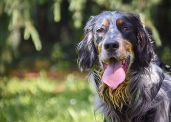 Close-up portrait of a dog