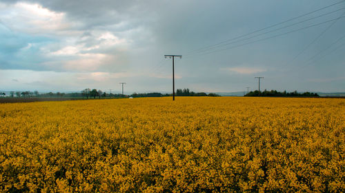 Scenic view of oilseed rape field against sky