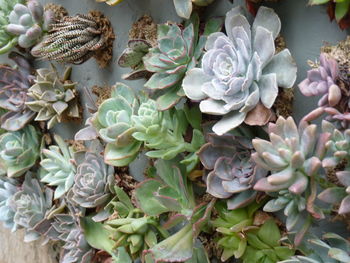 Close-up of succulent plant