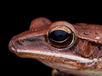 Close-up of lizard