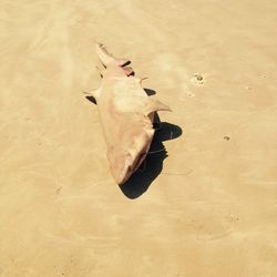 High angle view of horse in sand