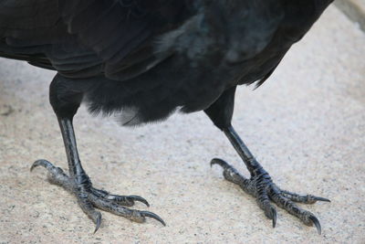 Close-up of bird