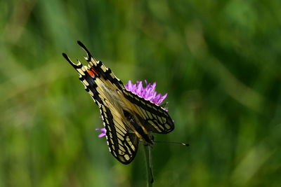 Close-up of butterfly pollinating on purple flower