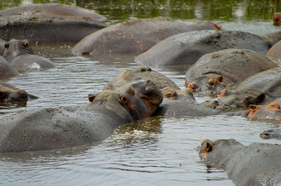 Ducks swimming in lake