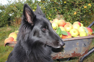 Close-up of dog