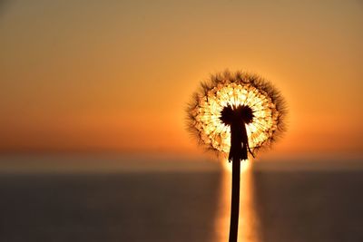 Close-up of dandelion against orange sky