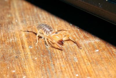 Close-up of spider on wood