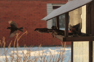 Birds perching outdoors