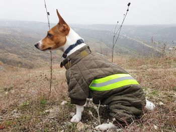 Jack russell terier camping mountain 