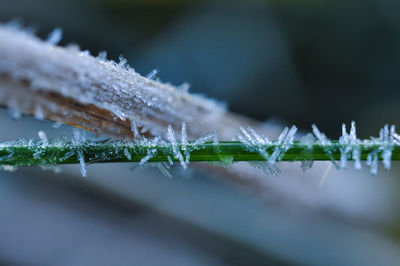 Close-up of frosted plants