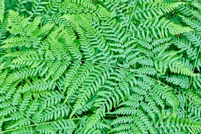 Full frame shot of green leaves