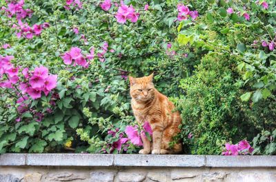 Portrait of cat sitting by flowers