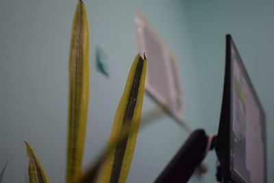 Close-up of plant against blurred background