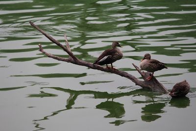 Bird perching on lake