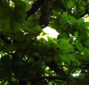 Low angle view of tree