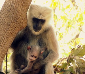 Close-up portrait of monkey